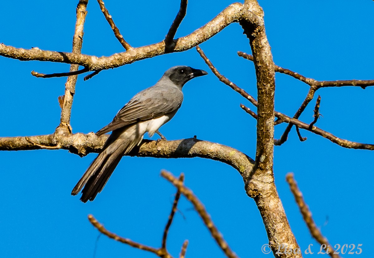 Wallacean Cuckooshrike (Sumba) - ML643249649