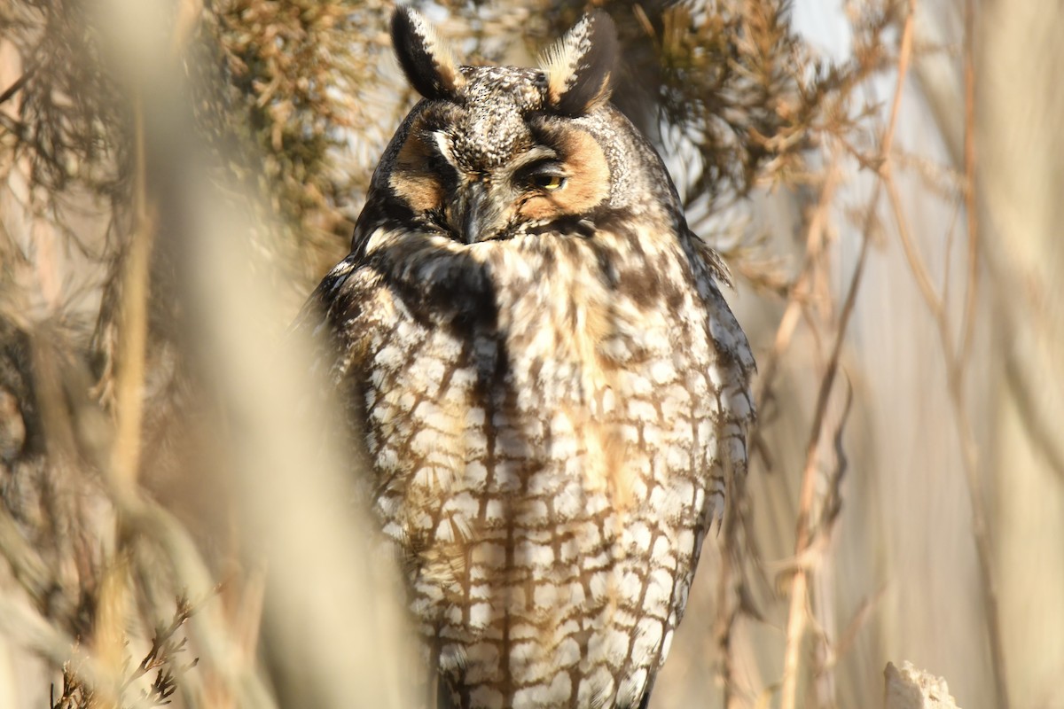 Long-eared Owl - ML643249652