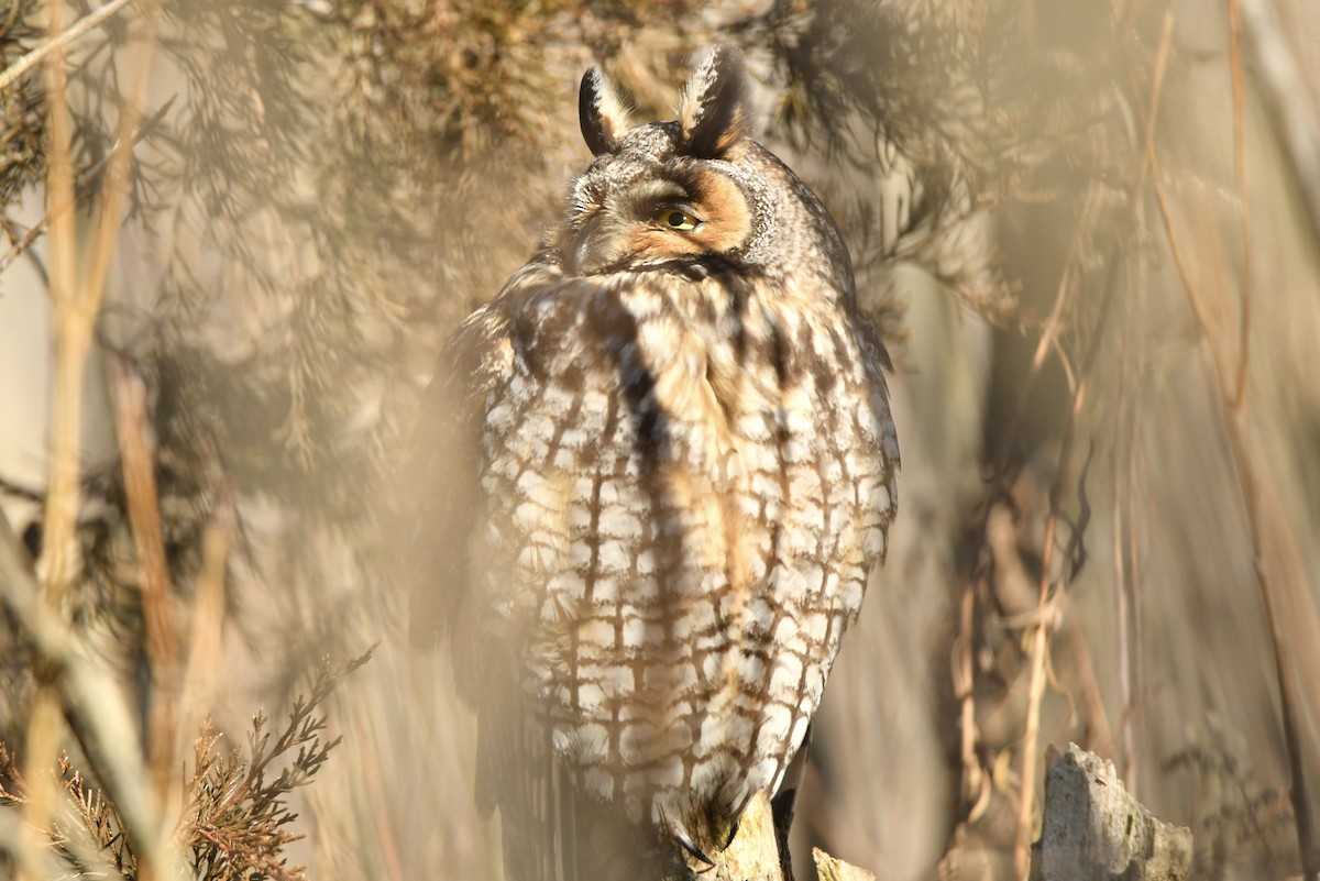 Long-eared Owl - ML643249653