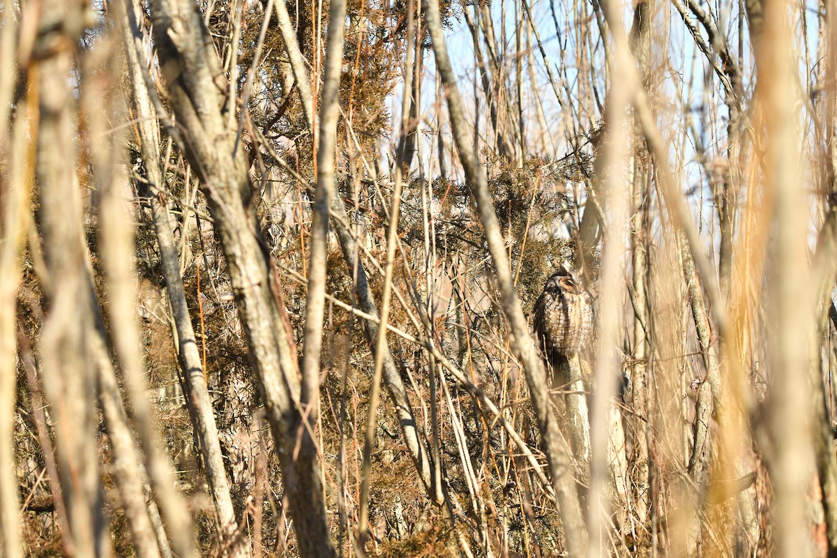 Long-eared Owl - ML643249655