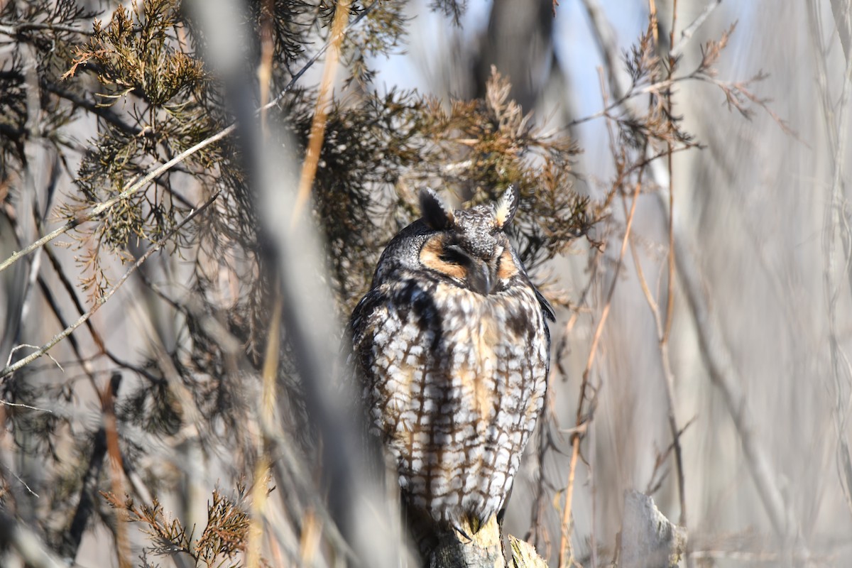 Long-eared Owl - ML643249656