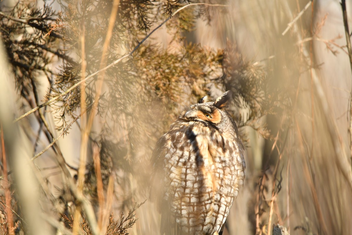 Long-eared Owl - ML643249657