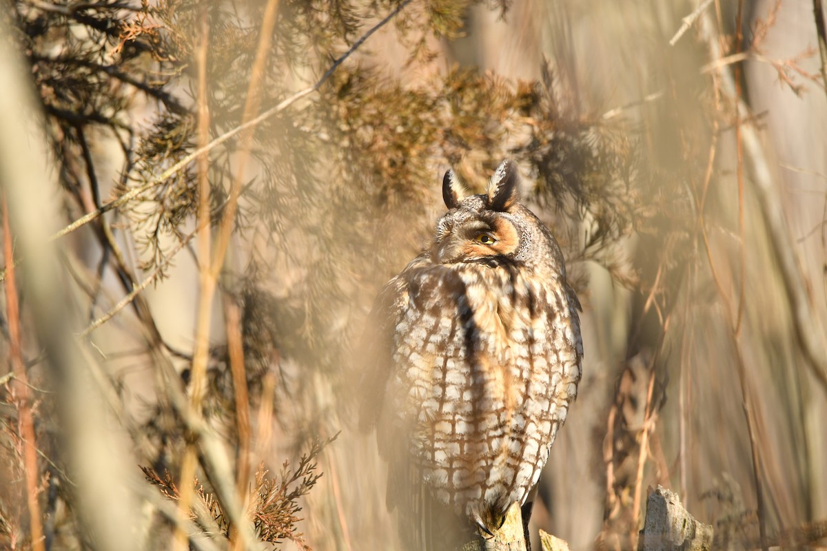 Long-eared Owl - ML643249658