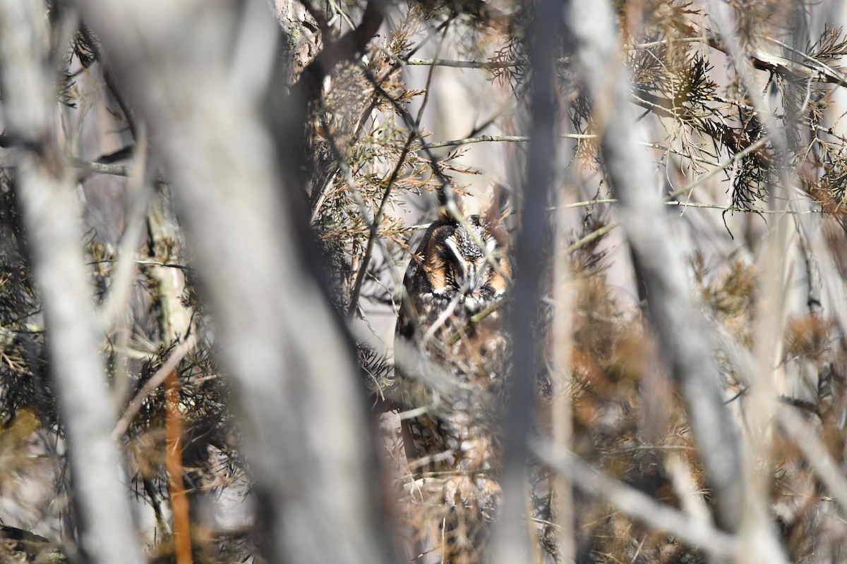 Long-eared Owl - ML643249659