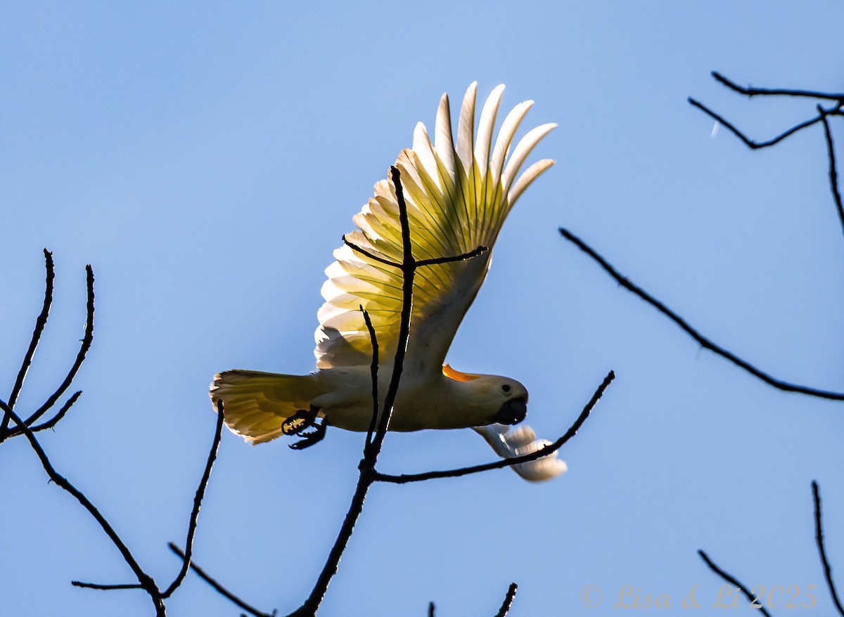 Cacatúa de Sumba - ML643249662