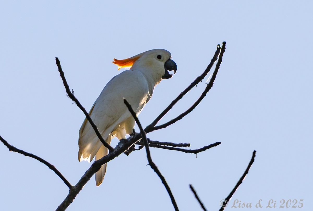 Cacatúa de Sumba - ML643249666
