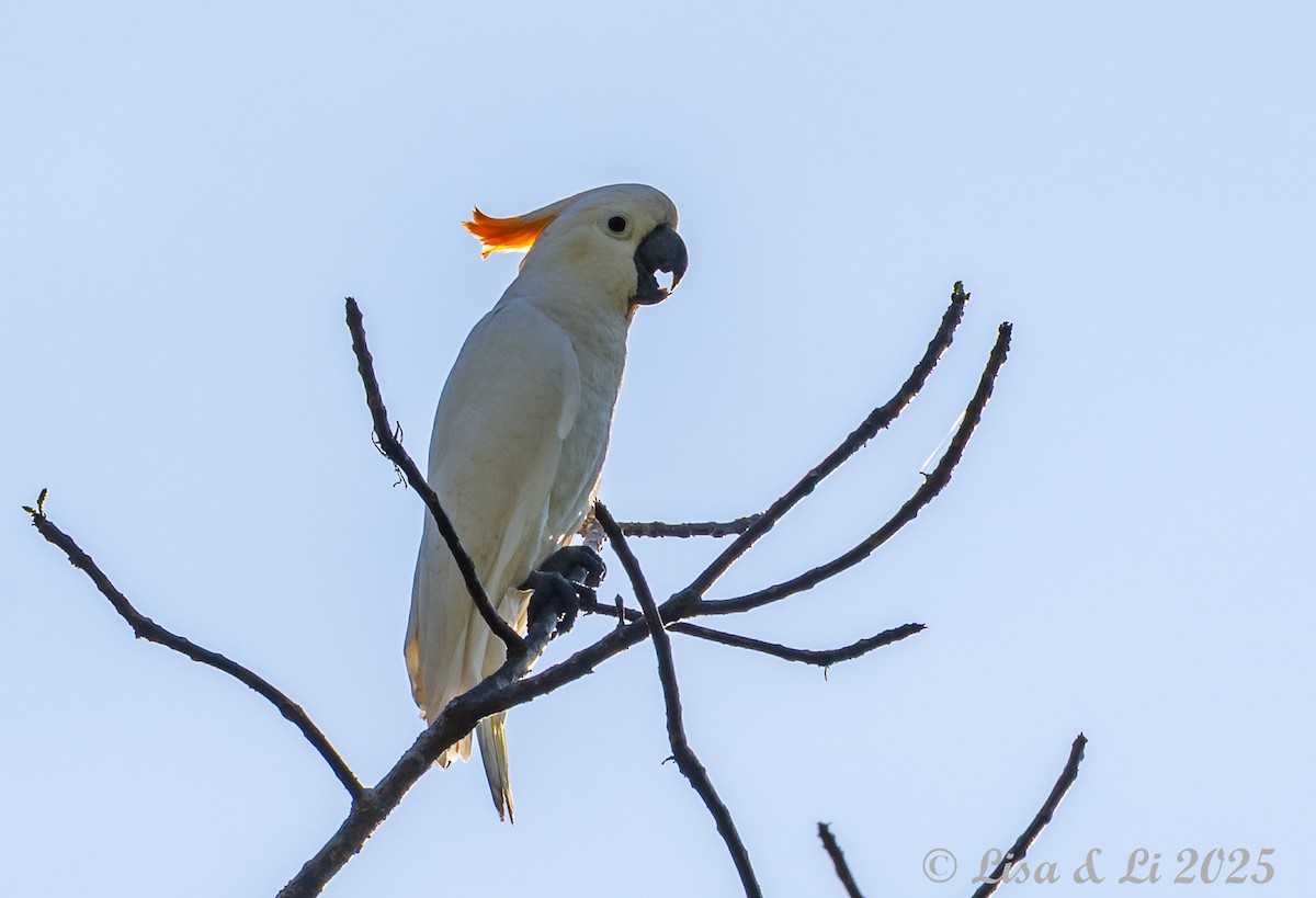 Cacatúa de Sumba - ML643249667