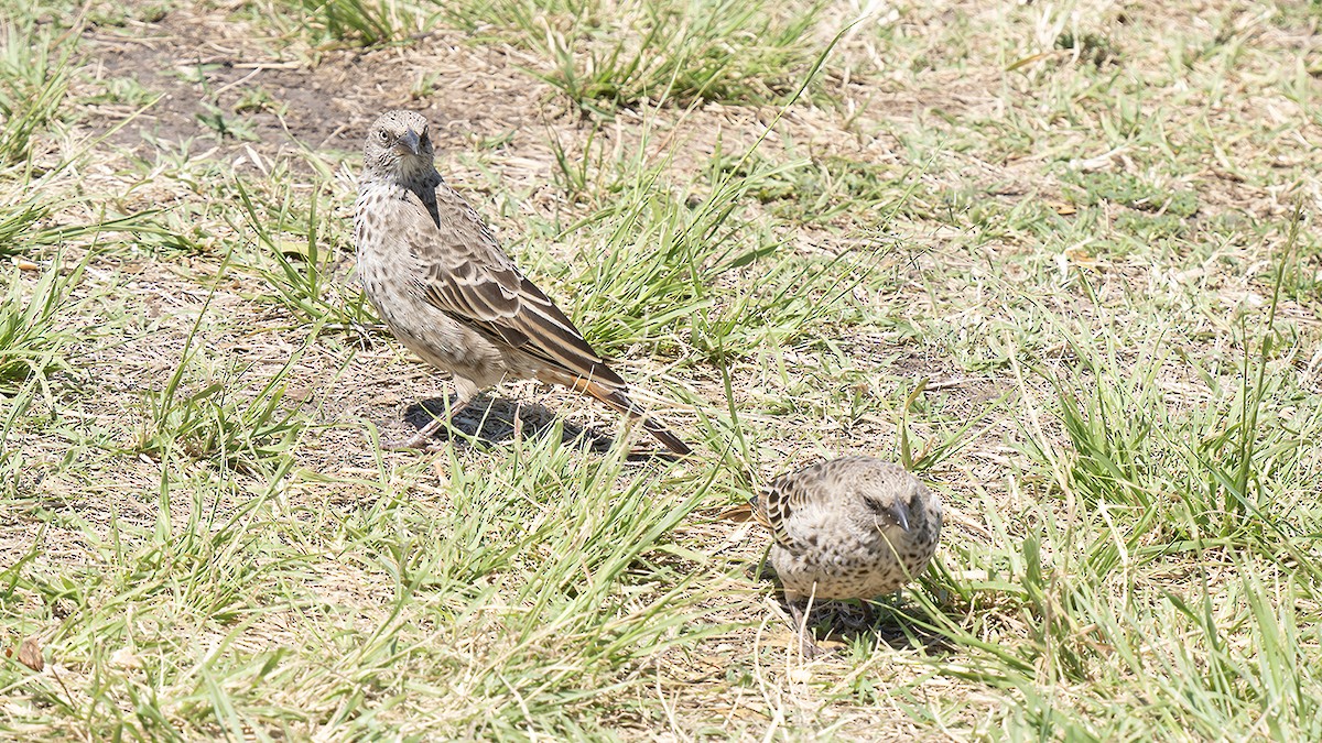 Rufous-tailed Weaver - ML643249675