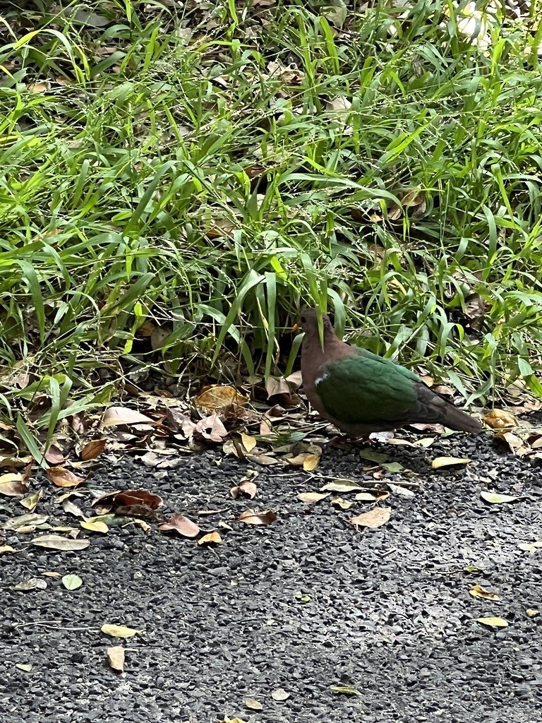 Pacific Emerald Dove - ML643249688