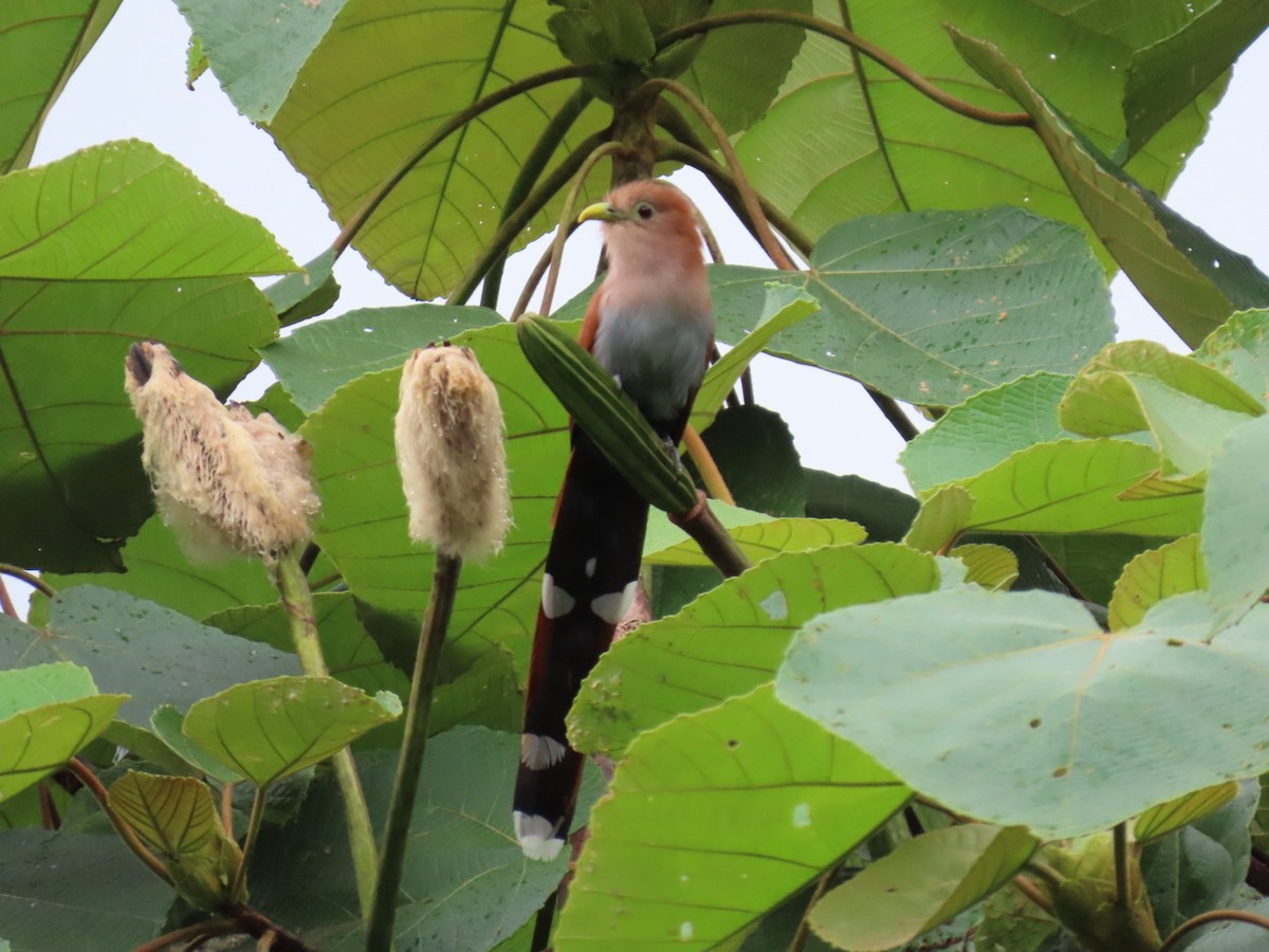 Squirrel Cuckoo - ML643249699