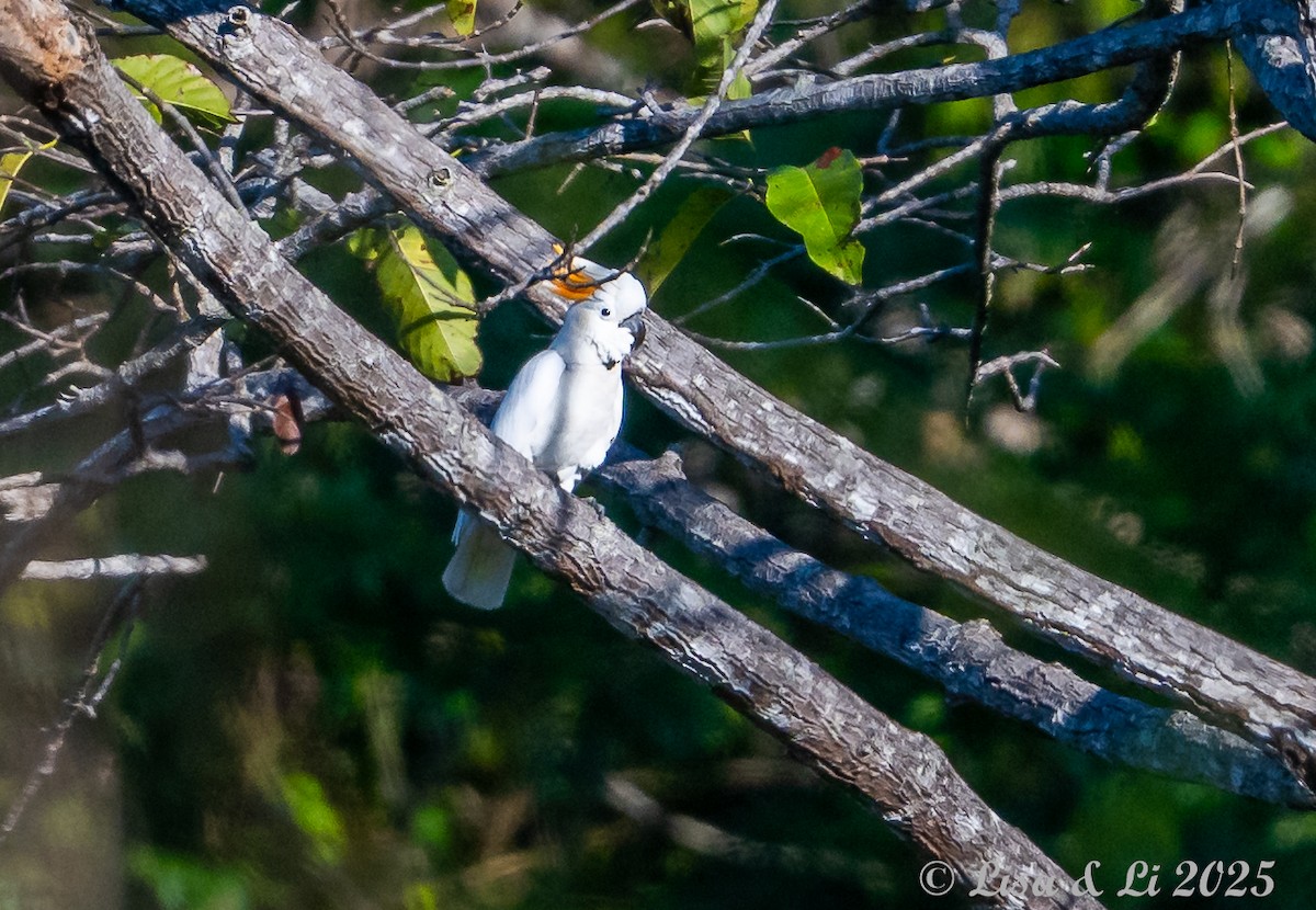 Cacatúa de Sumba - ML643249714