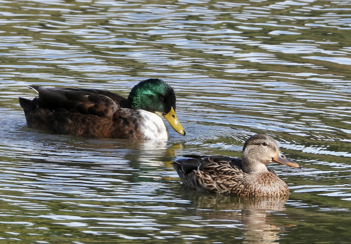 Mallard (Domestic type) - ML643249723