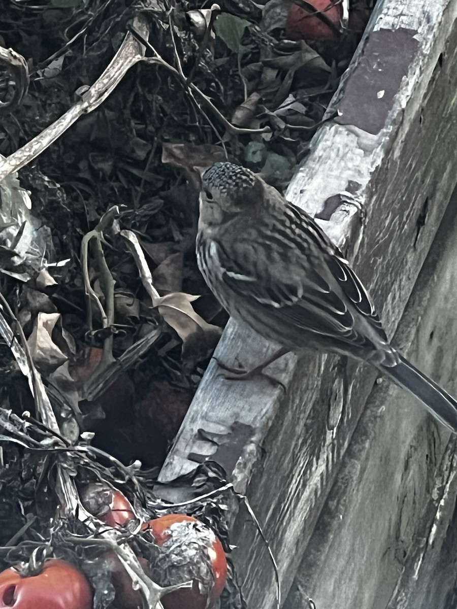 Harris's Sparrow - ML643249732