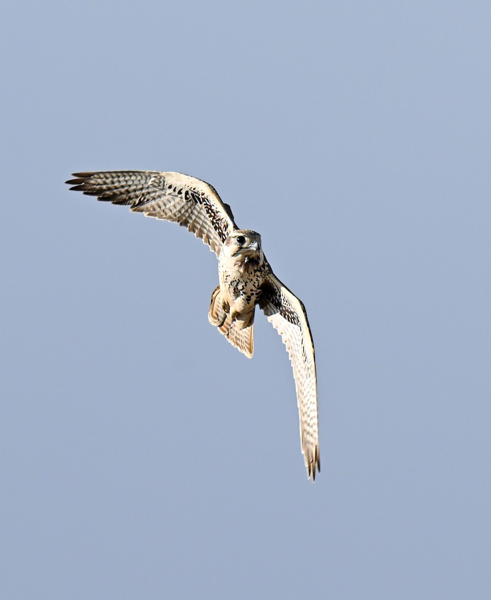 Prairie Falcon - ML643249739
