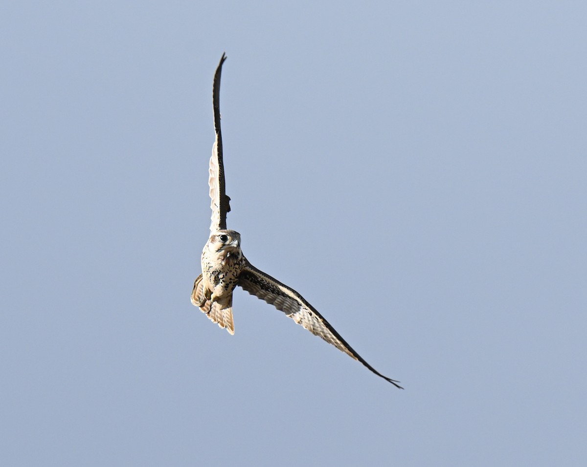 Prairie Falcon - ML643249753
