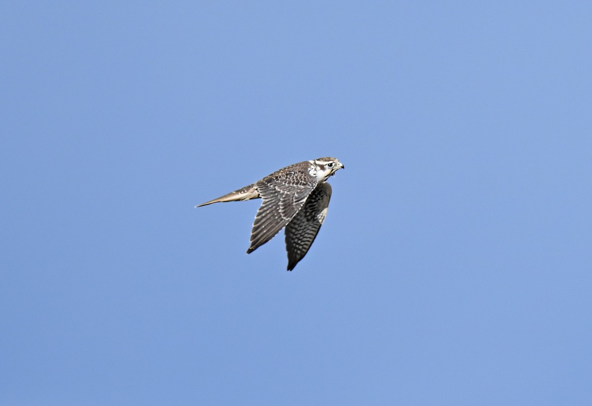 Prairie Falcon - ML643249756