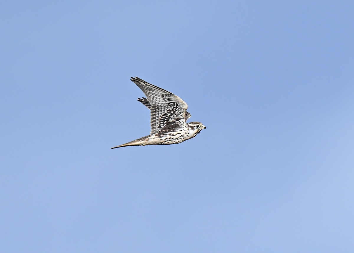 Prairie Falcon - ML643249762
