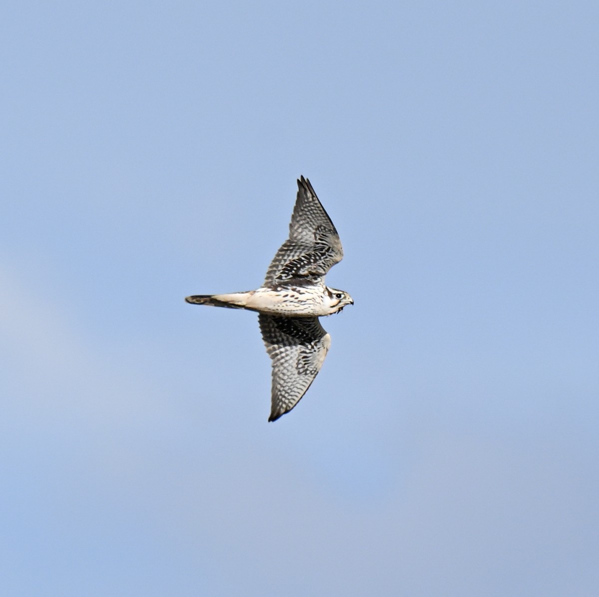 Prairie Falcon - ML643249766