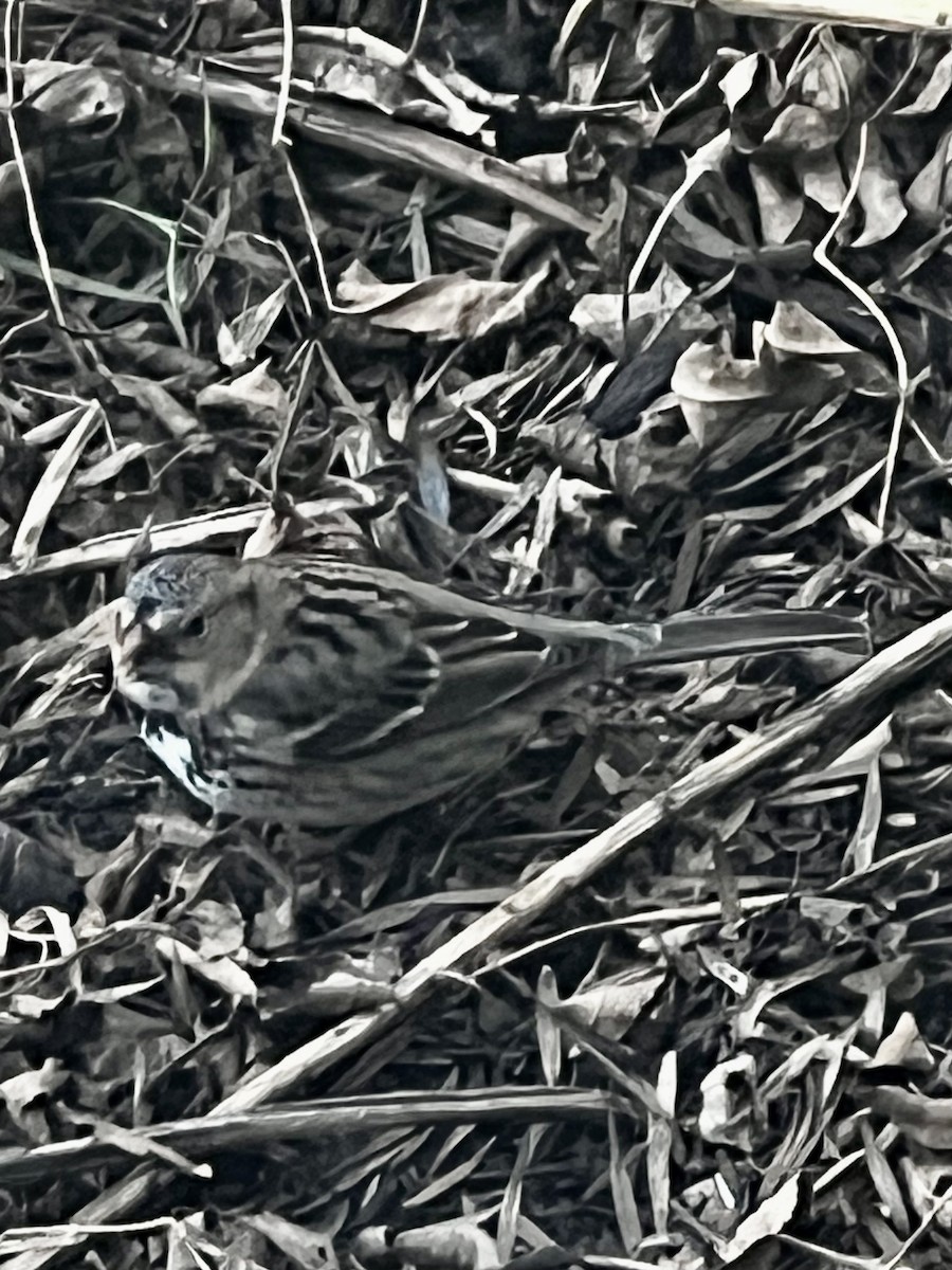 Harris's Sparrow - ML643249769