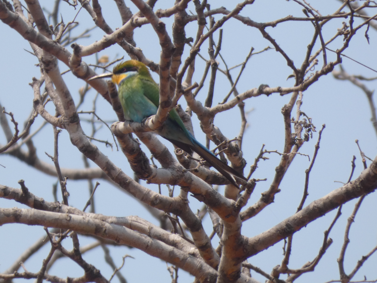 Swallow-tailed Bee-eater - ML643249782
