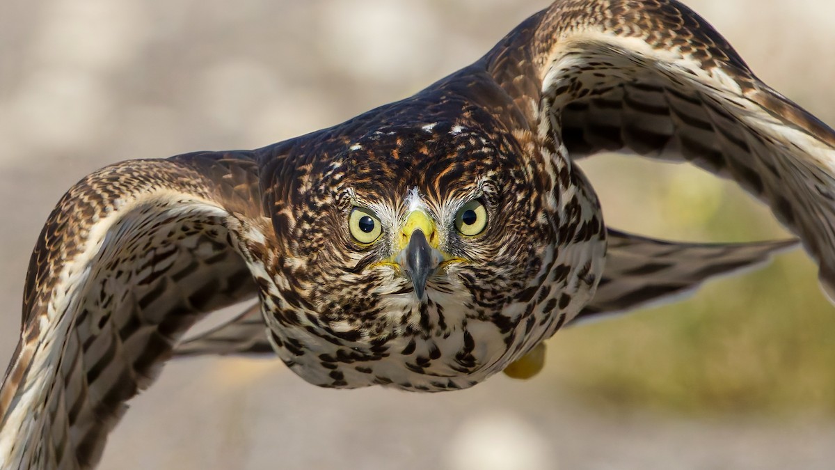 Cooper's Hawk - ML643249785