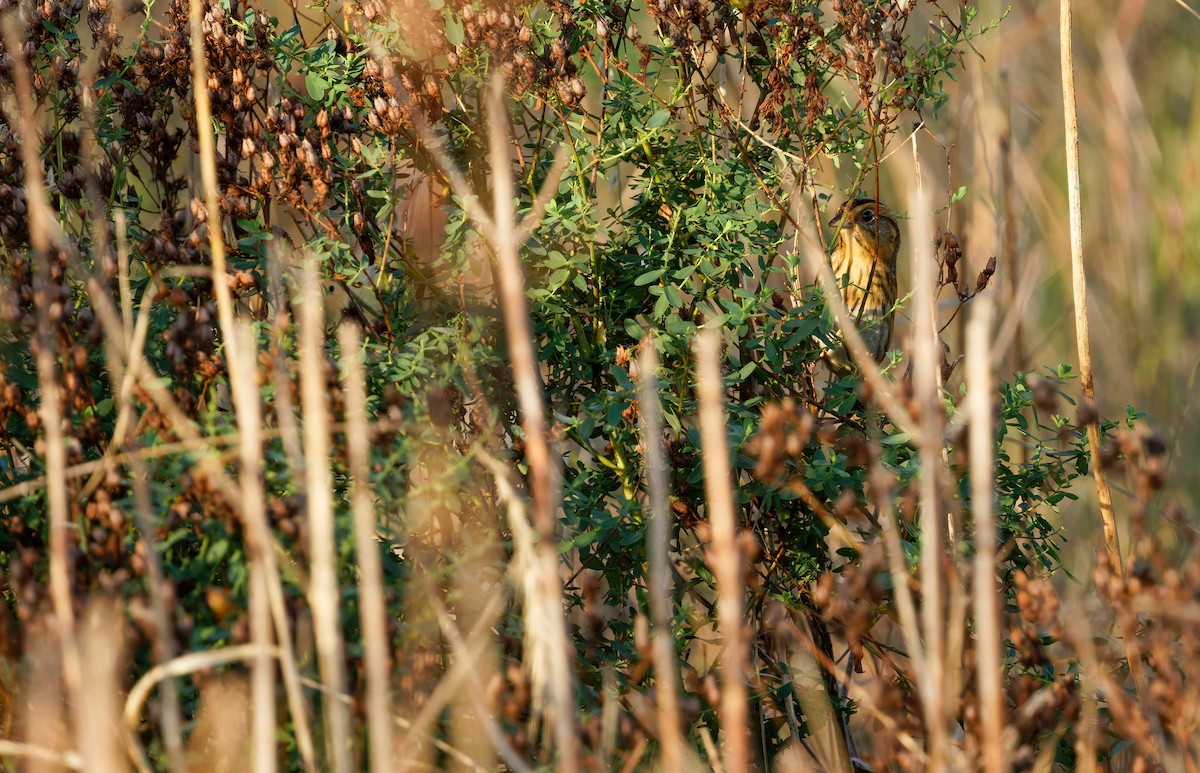 Nelson's Sparrow - ML643249793