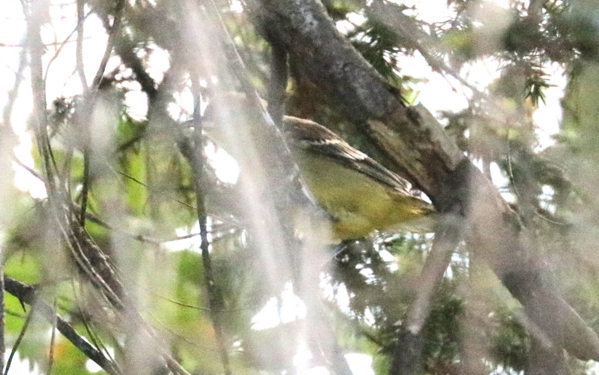 Orchard Oriole - ML643249819