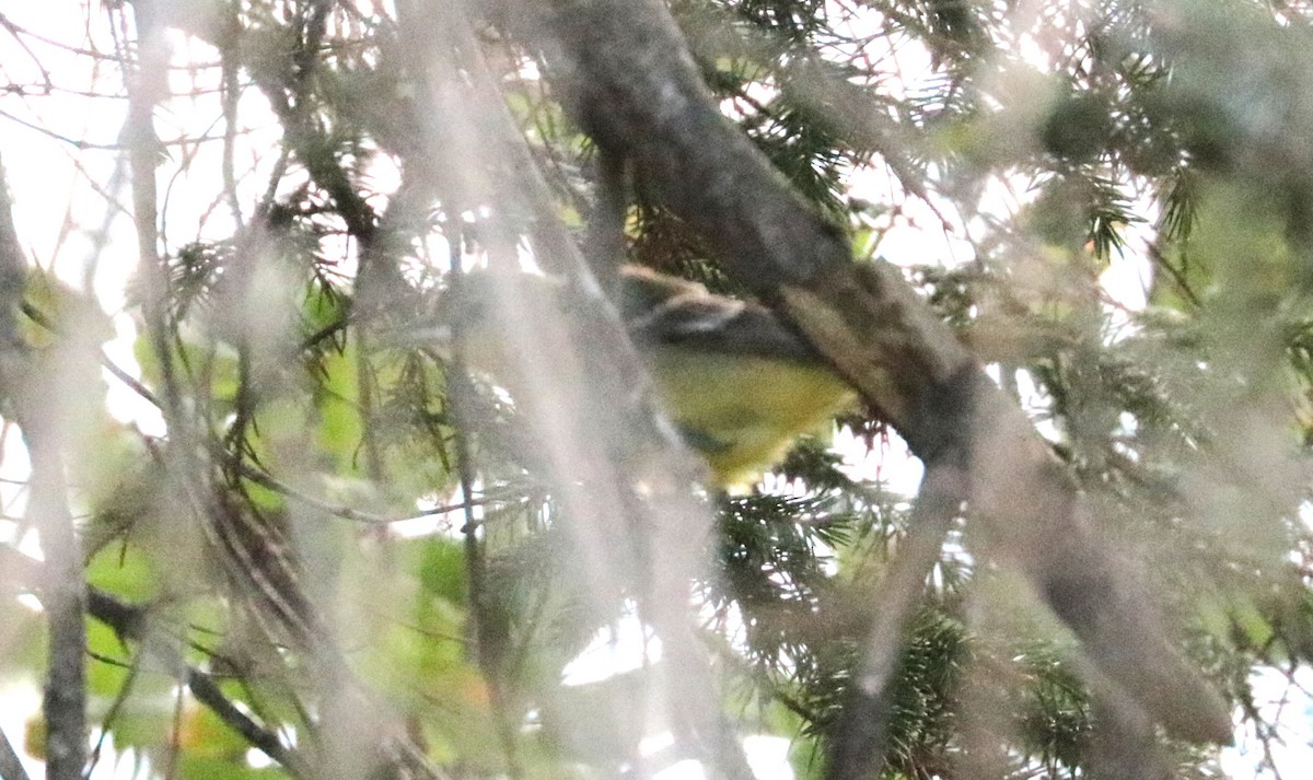 Orchard Oriole - ML643249820