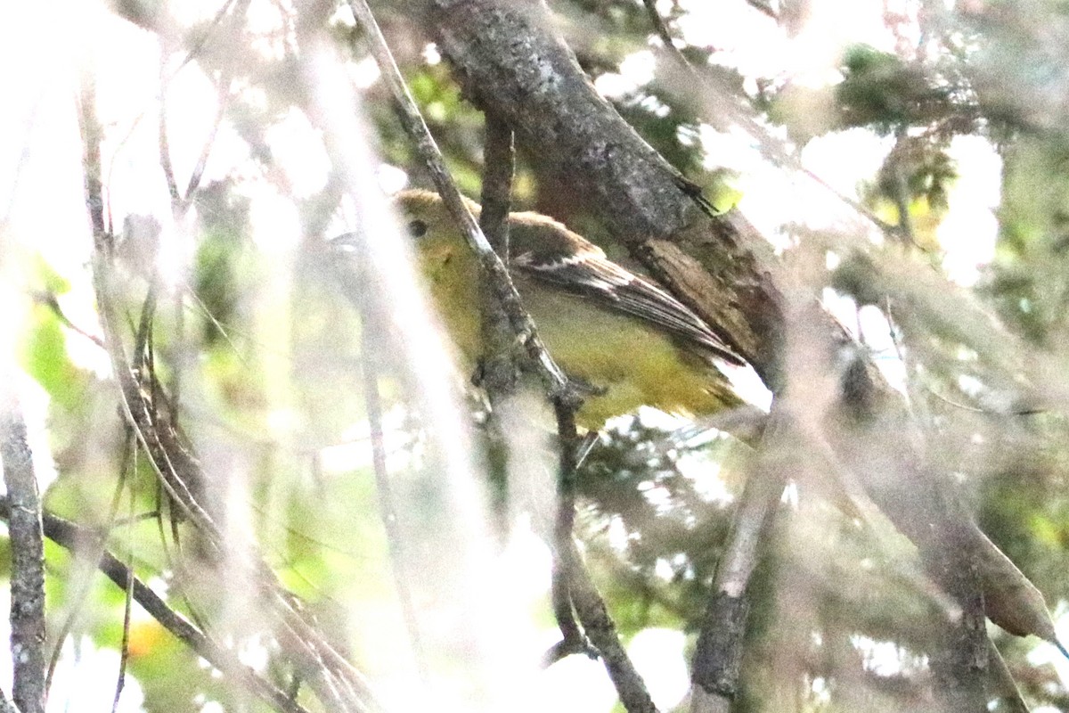 Orchard Oriole - ML643249821