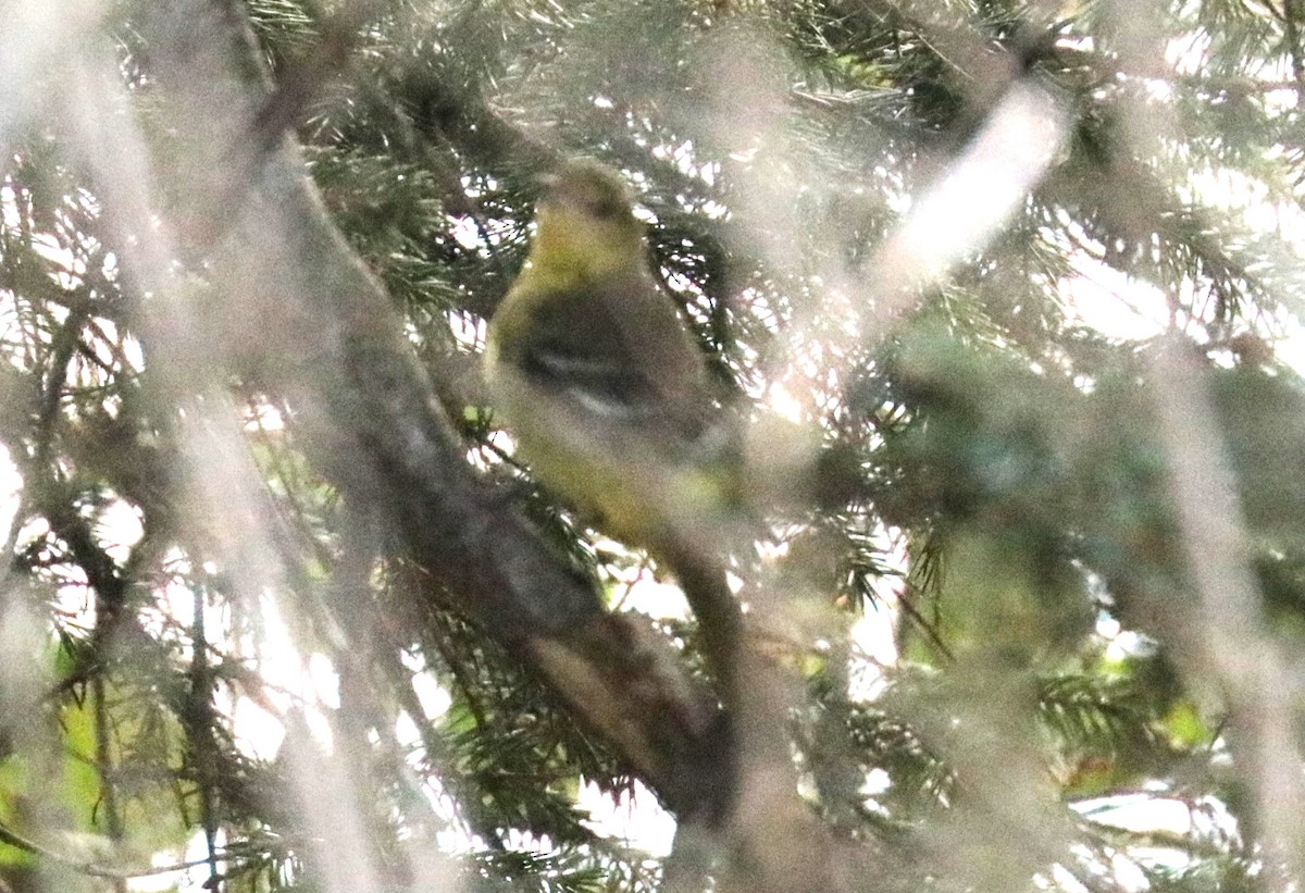 Orchard Oriole - ML643249822