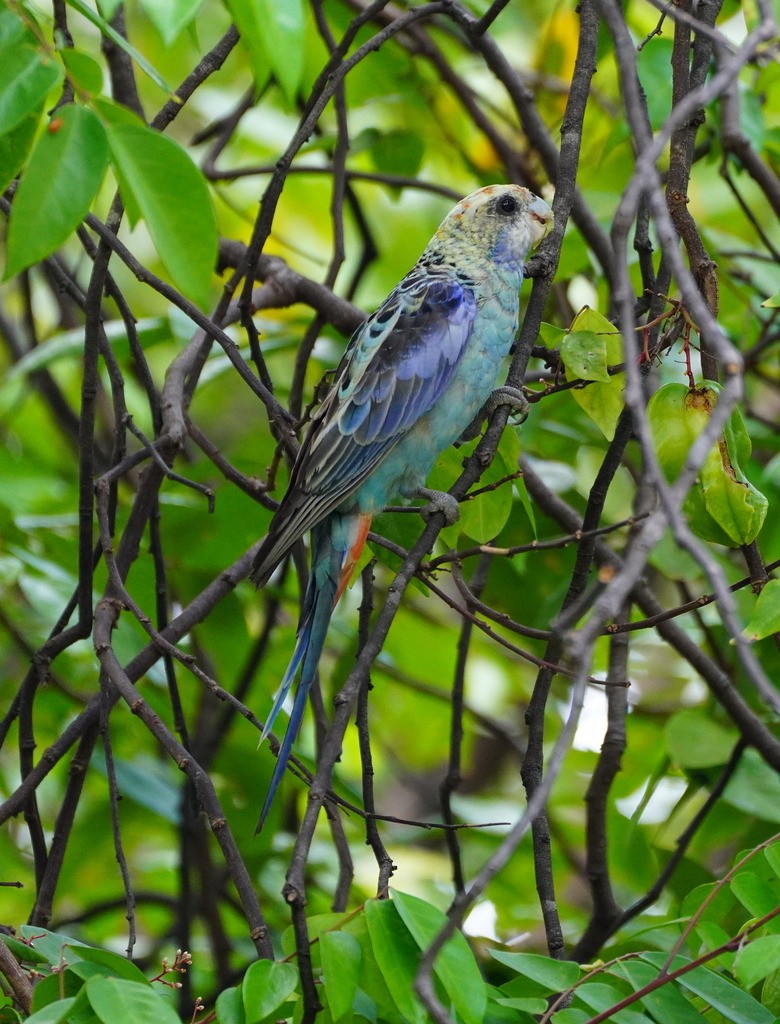 Pale-headed Rosella - ML643249837