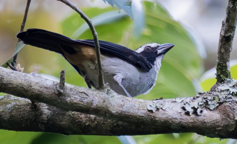Black-winged Saltator - ML643249843