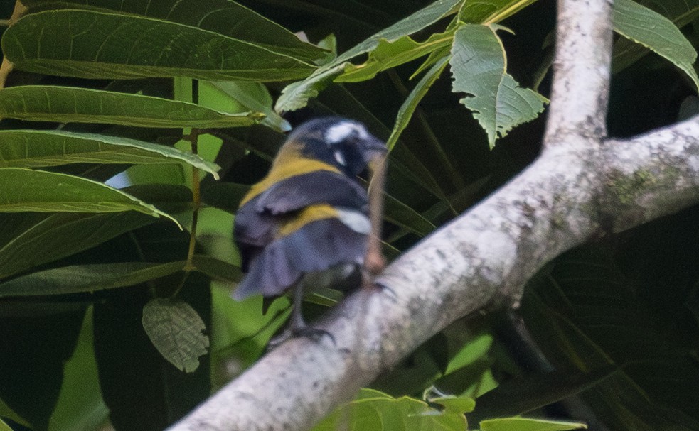 Black-winged Saltator - ML643249844