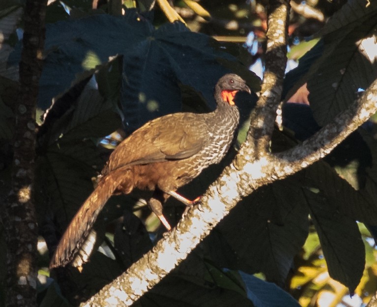 Cauca Guan - ML643249855