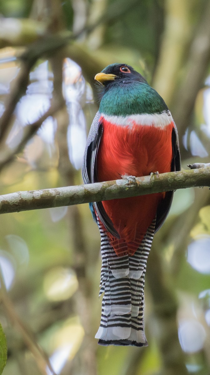 Collared Trogon - ML643249859