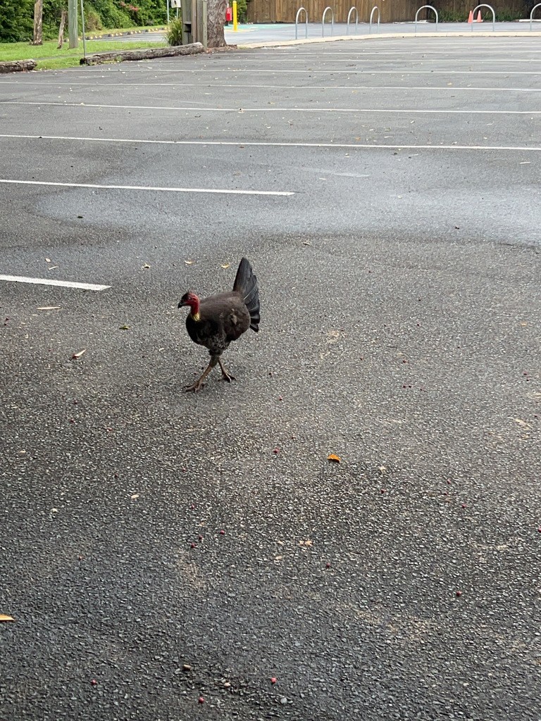 Australian Brushturkey - ML643249863