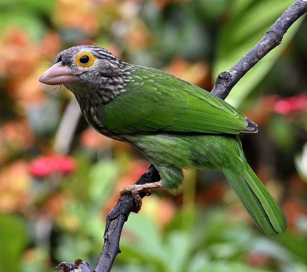 Lineated Barbet - ML643249887