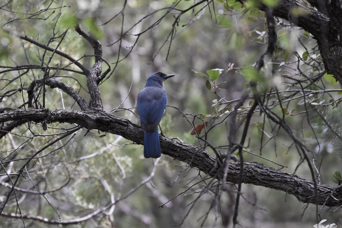 Mexican Jay - ML643249889