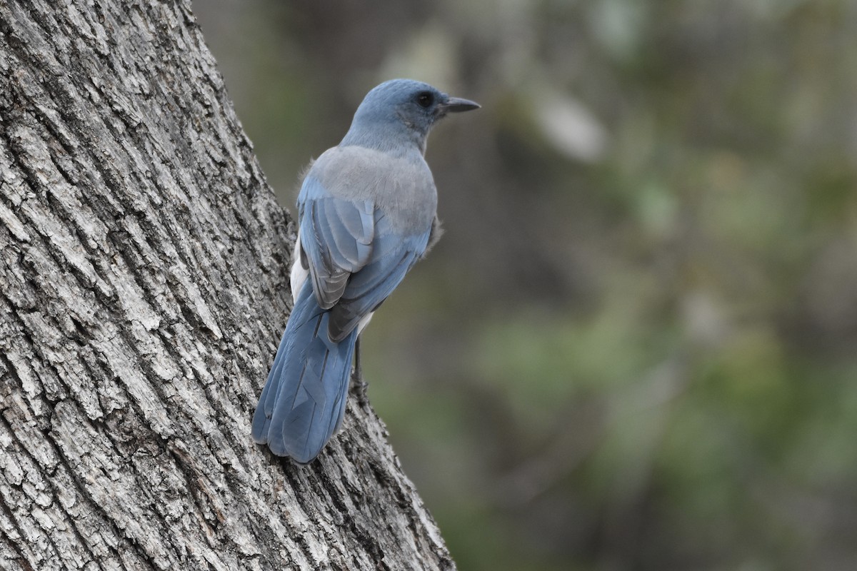 Mexican Jay - ML643249890