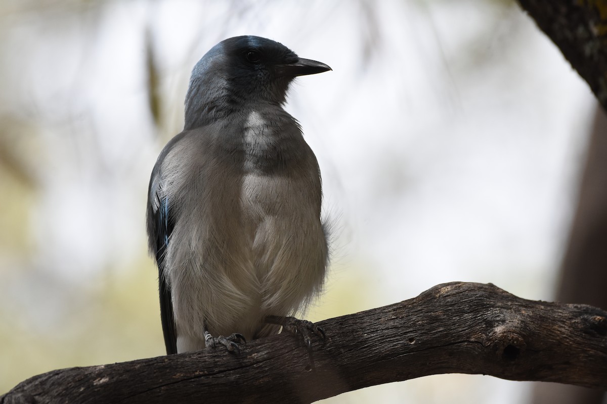 Mexican Jay - ML643249891