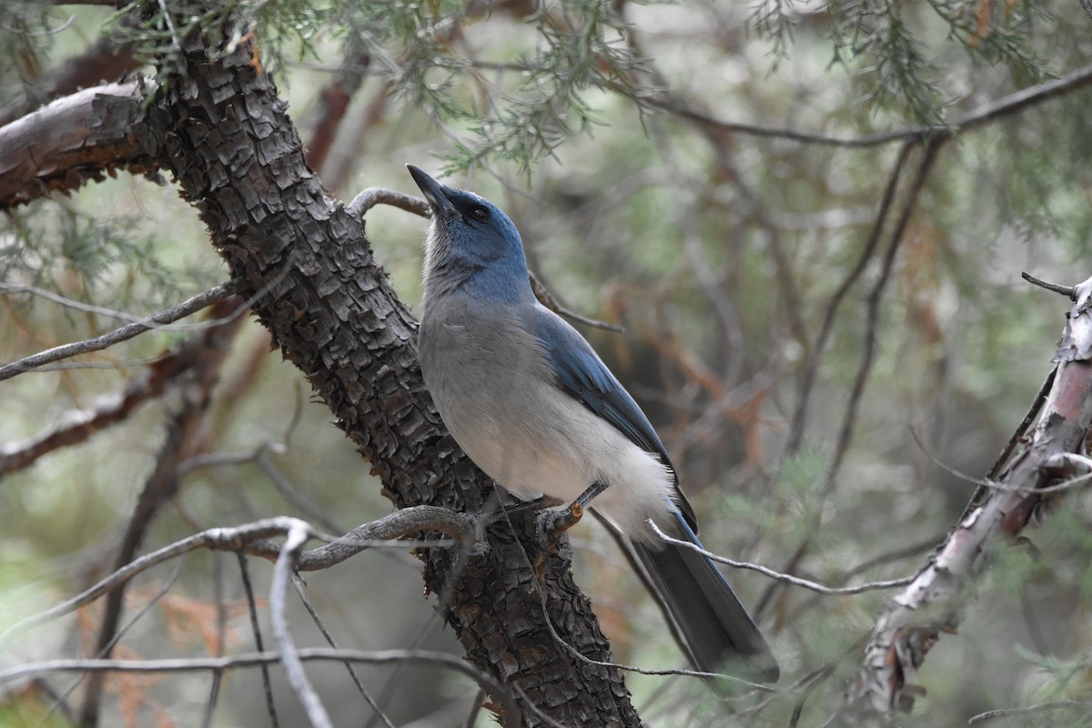 Mexican Jay - ML643249892
