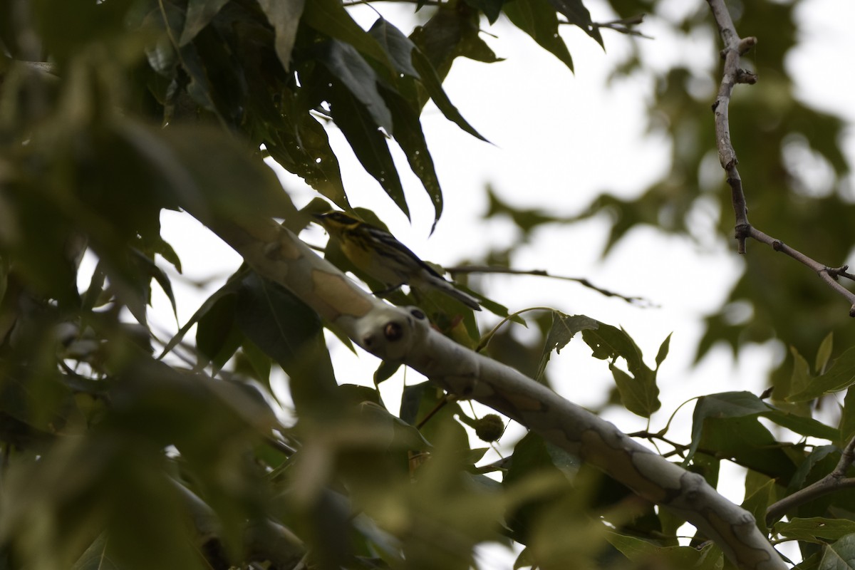 Townsend's Warbler - ML643249903