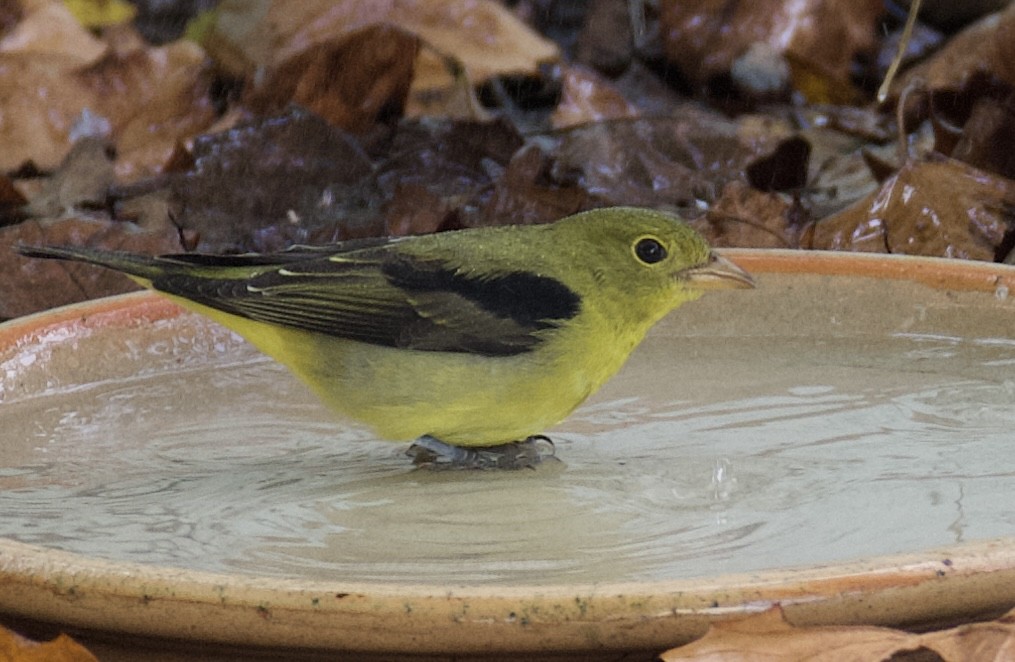 Scarlet Tanager - ML643249921