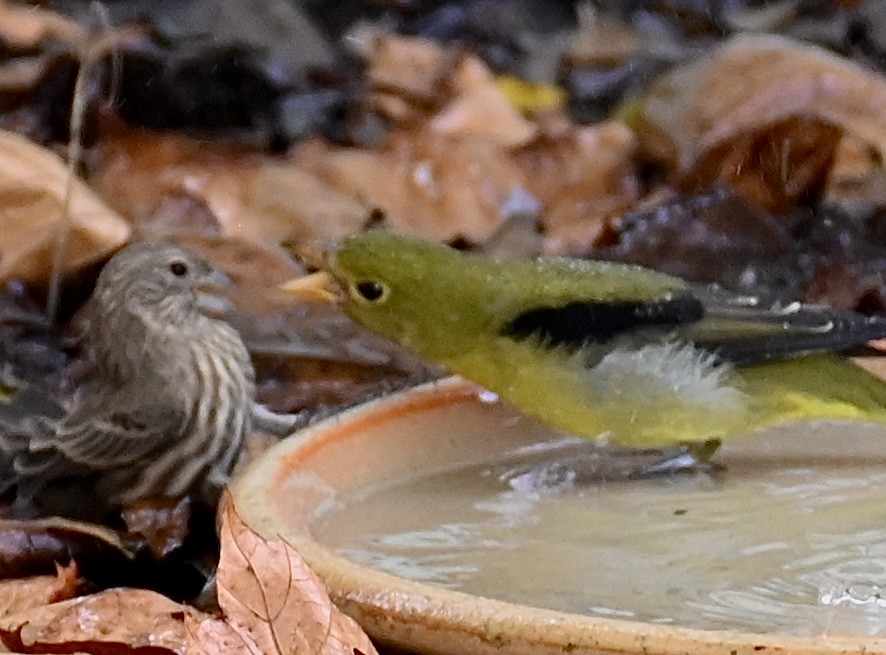 Scarlet Tanager - ML643249922