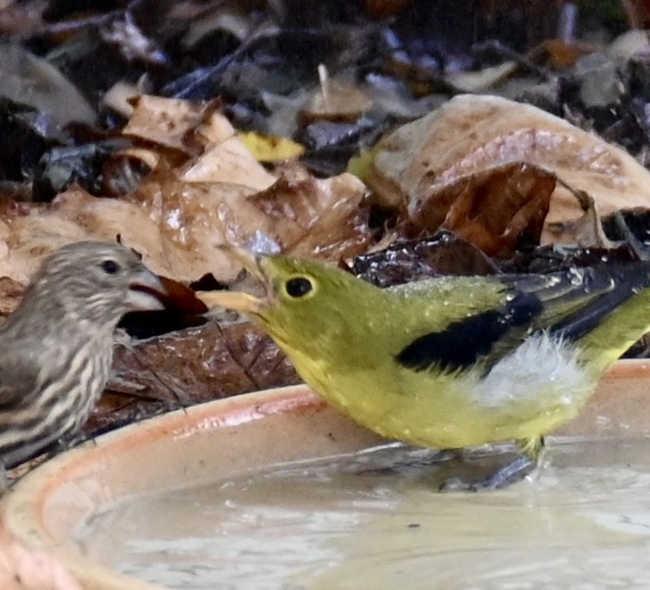 Scarlet Tanager - ML643249923