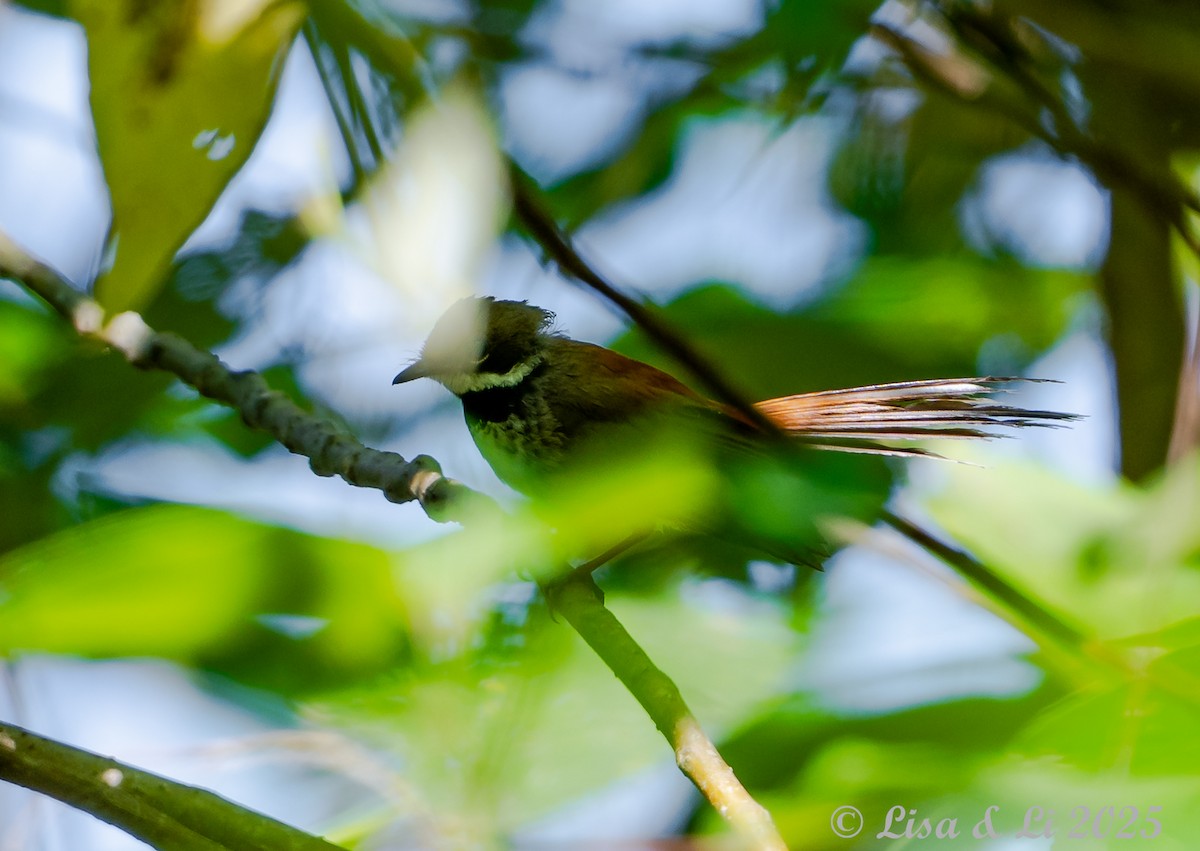 Supertramp Fantail (Lesser Sundas) - ML643249931