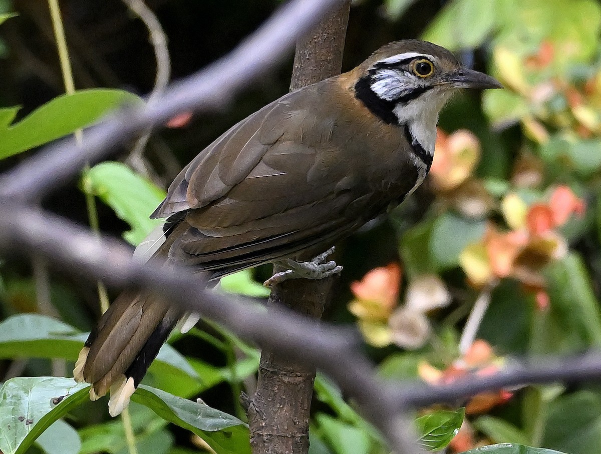Greater Necklaced Laughingthrush - ML643249940