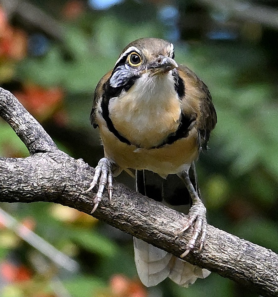 Greater Necklaced Laughingthrush - ML643249941