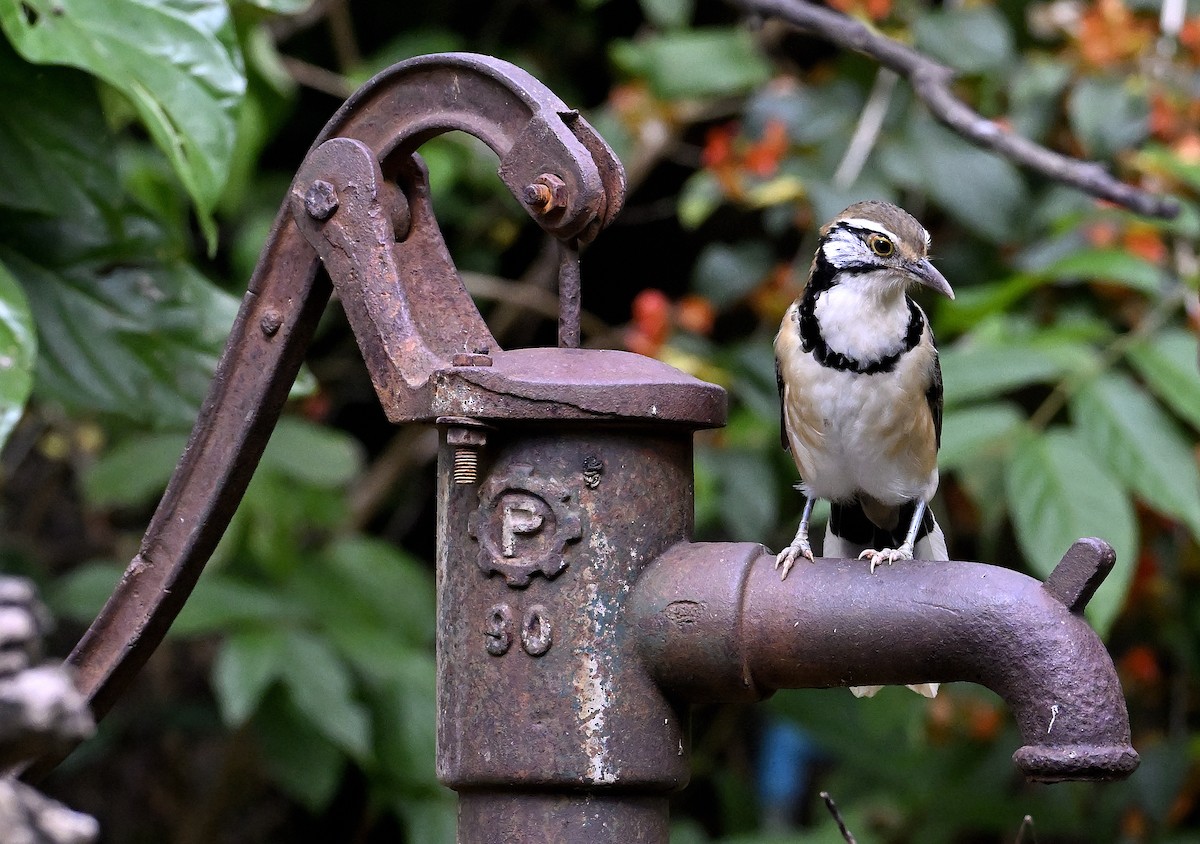 Greater Necklaced Laughingthrush - ML643249942