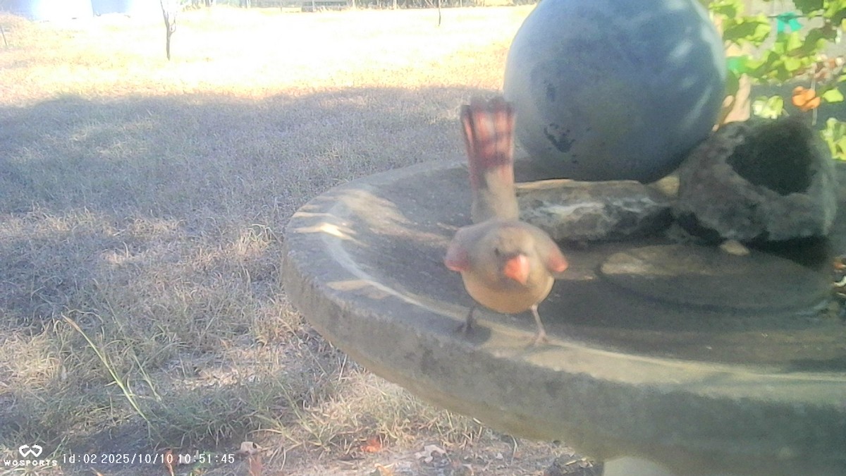 Northern Cardinal - ML643249949